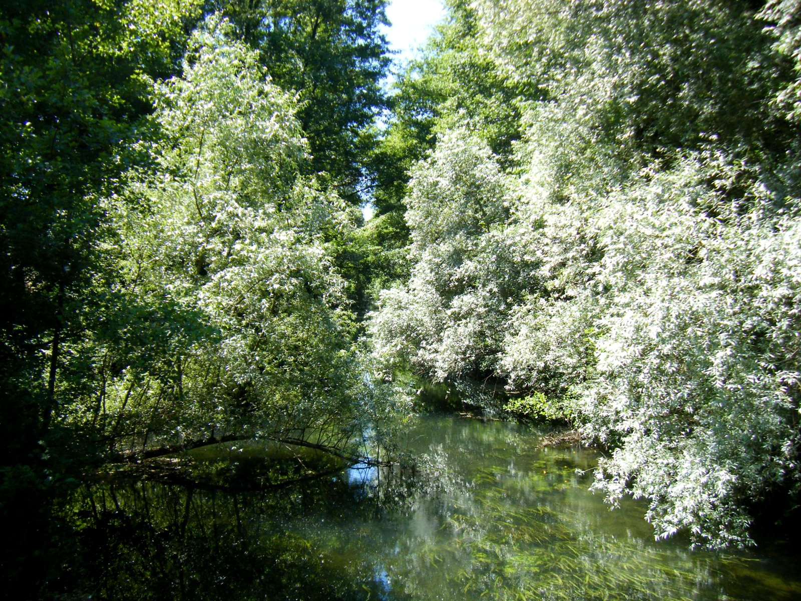 Radtour im Polderbereich Rheinmünster/Greffern (BW) LebensaderOberrhein